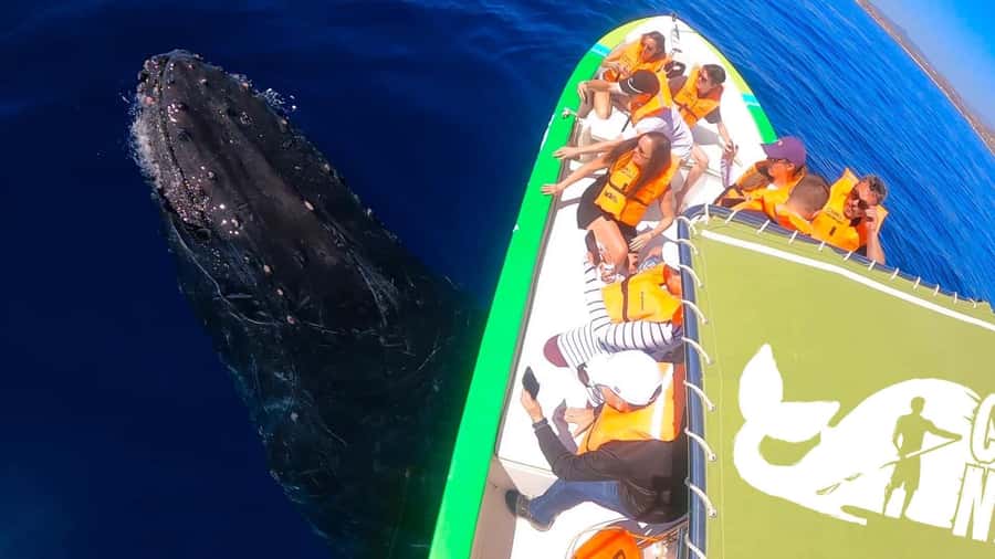 Cabo: Whale-Whatching Boat Trip w/ All-Women Crew and Photos - Photos without holding up your phone