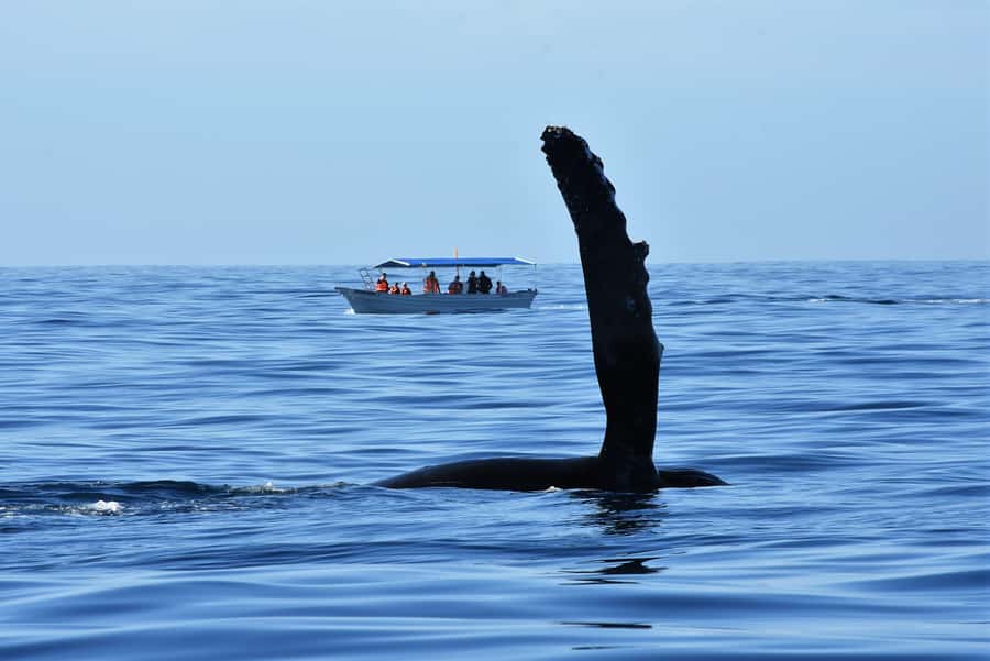 Cabo: Whale-Whatching Boat Trip w/ All-Women Crew and Photos - The environmental side of the experience