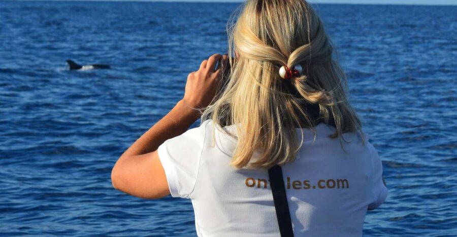 Calheta: Whale & dolphin watching small groups designer tour - Two and a half hours along Madeira’s coast