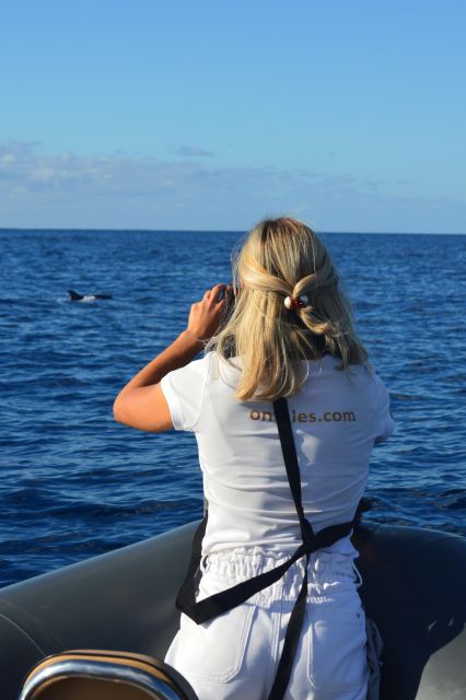 Calheta: Whale & dolphin watching small groups designer tour - The swim stop, masks, and harbor shower