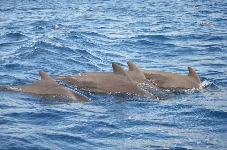 Calheta: Whale & dolphin watching small groups designer tour - What the $342 private price really buys