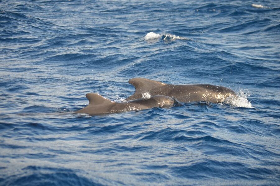 Calheta: Whale & dolphin watching small groups designer tour - Practical details that can save you trouble