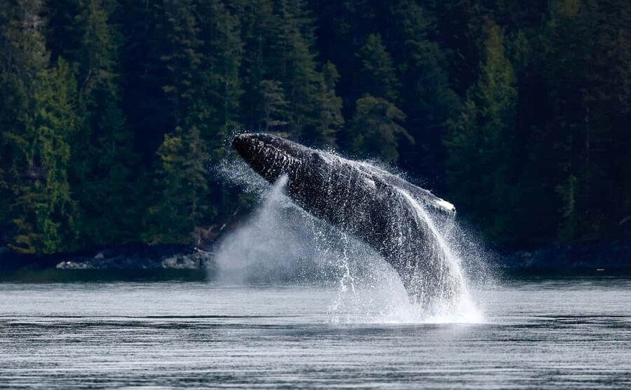 Campbell River: 4 Hour Whale & Wildlife Zodiac Boat Tour - Four hours from Coast Marina to Johnstone Strait