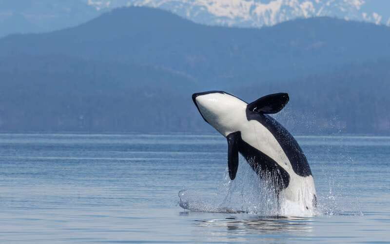 Campbell River: 4 Hour Whale & Wildlife Zodiac Boat Tour - Why the Discovery Passage matters