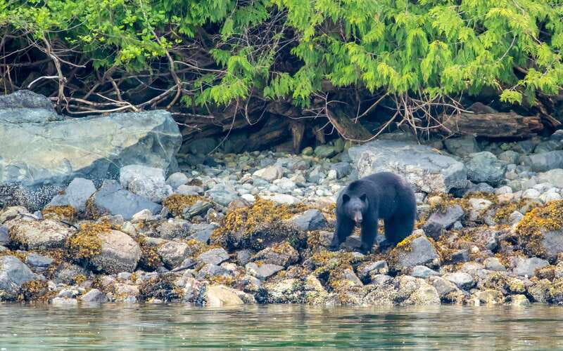 Campbell River: 4 Hour Whale & Wildlife Zodiac Boat Tour - The final run through Devils Hole and Aaron Rapids