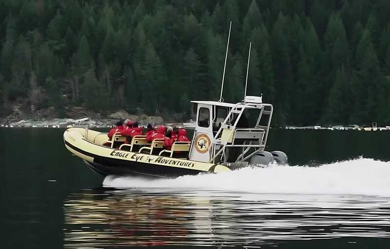 Campbell River: 4 Hour Whale & Wildlife Zodiac Boat Tour - Who will get the most from this tour