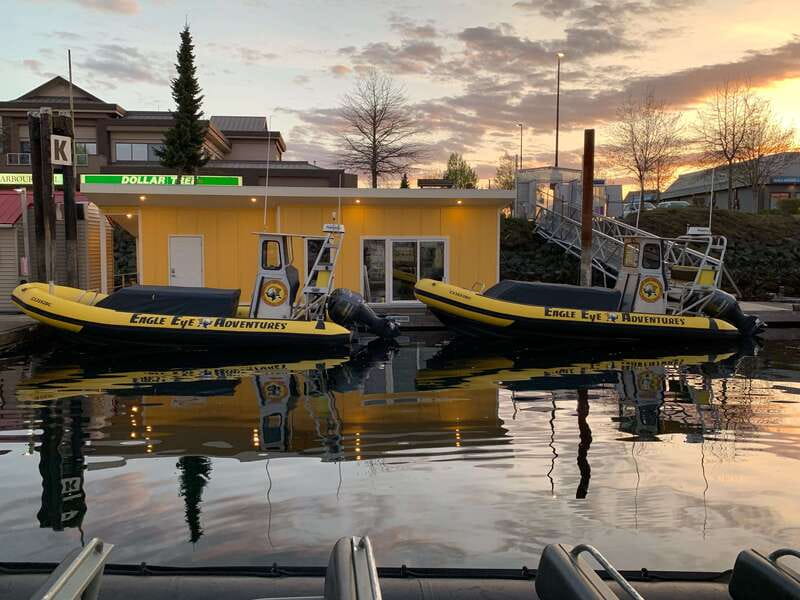 Campbell River: 4 Hour Whale & Wildlife Zodiac Boat Tour - Should you book the Campbell River Zodiac tour?