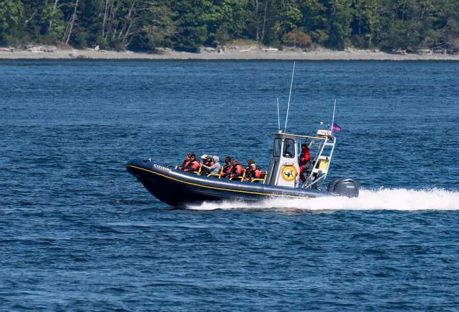 Campbell River: 4 Hour Whale & Wildlife Zodiac Boat Tour - Wildlife watching with no guarantees