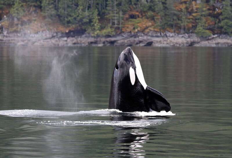 Campbell River: 6 Hour Covered Whale Watching Tour w/ Lunch - Key points to know before you book