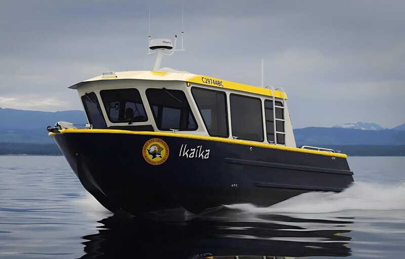 Campbell River: 6 Hour Covered Whale Watching Tour w/ Lunch - Dolphins, seals, sea lions, and birds