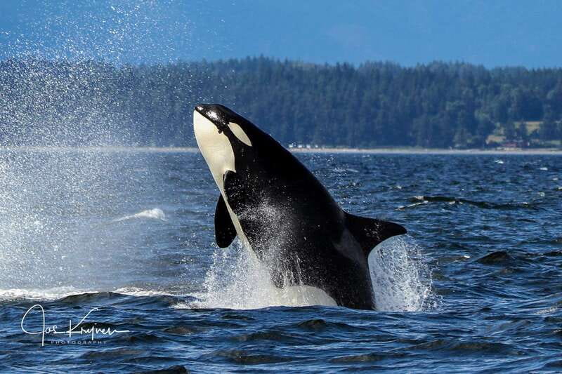 Campbell River: 6 Hour Covered Whale Watching Tour w/ Lunch - Lunch, comfort, and the six-hour pace