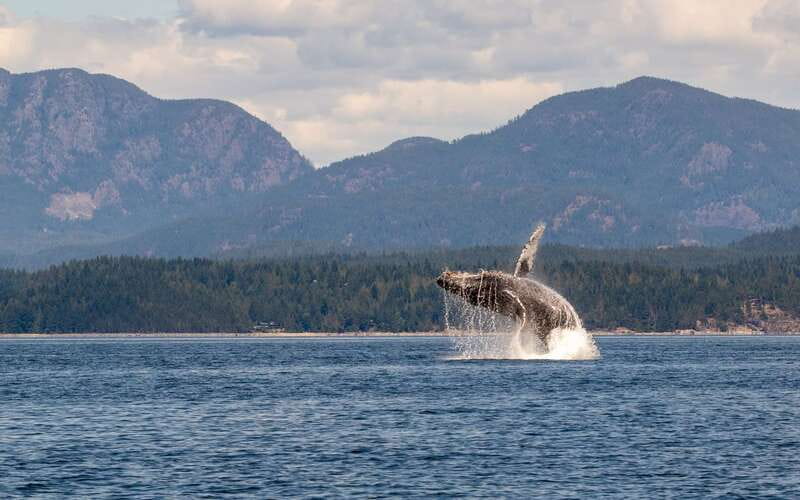 Campbell River: 6 Hour Covered Whale Watching Tour w/ Lunch - What $275 buys you
