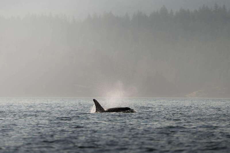 Campbell River: 6-Hour Whale Watching Boat Tour - Key points to know before you book