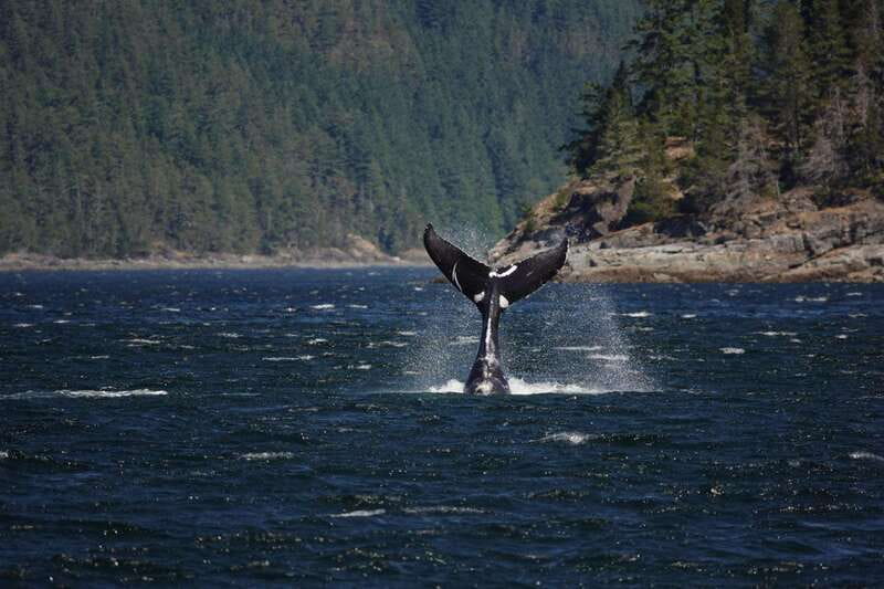 Campbell River: 6-Hour Whale Watching Boat Tour - The first three hours: finding whales and dolphins