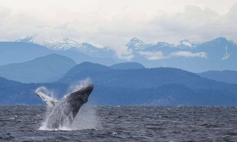 Campbell River: 6-Hour Whale Watching Boat Tour - What the price of $245 really buys