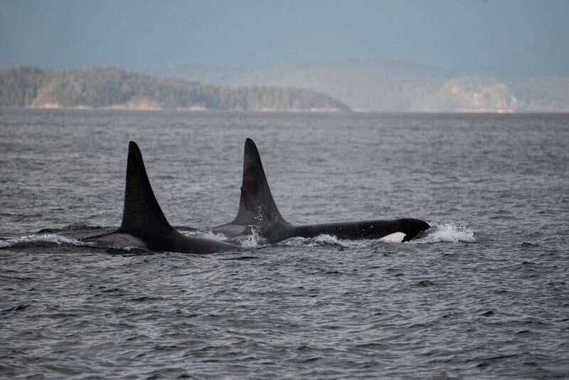 Campbell River: 6-Hour Whale Watching Boat Tour - Starting at the Floathouse