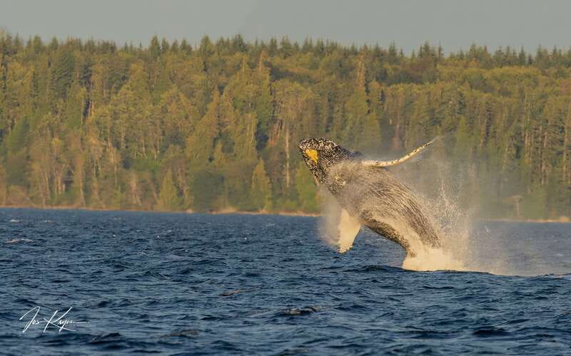 Campbell River: 6 Hour Zodiac Whale Watching Tour w/ Lunch - Riding a Zodiac through Discovery Passage