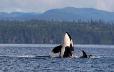 Campbell River: 6 Hour Zodiac Whale Watching Tour w/ Lunch