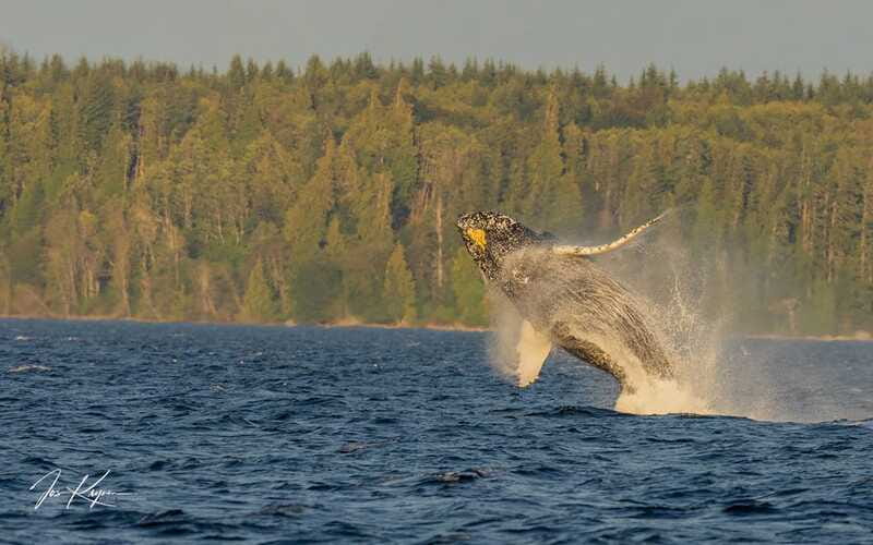 Campbell River: 6 Hour Zodiac Whale Watching Tour w/ Lunch - Practical details that can make or break the day