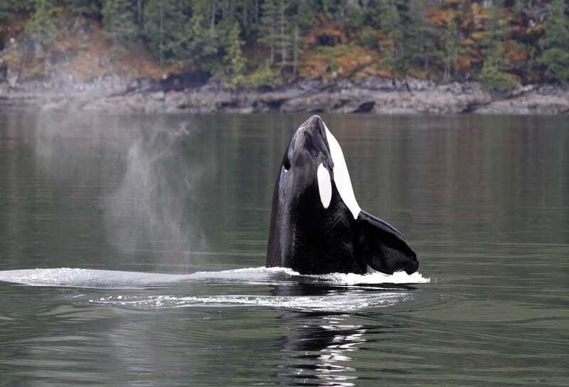 Campbell River: 6 Hour Zodiac Whale Watching Tour w/ Lunch - Should you book the Campbell River Zodiac tour?
