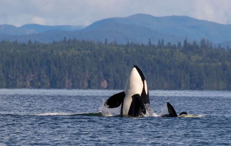 Campbell River: 6 Hour Zodiac Whale Watching Tour w/ Lunch - Searching for humpback, gray, and minke whales