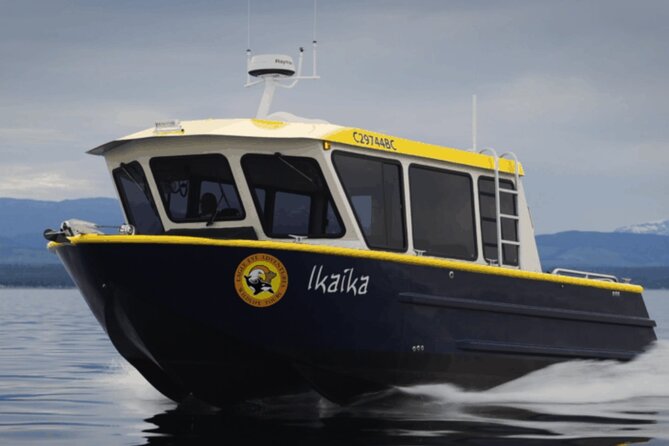 Campbell River, BC: 4 Hour Wildlife Tour Featuring Whale Watching - Campbell River is a strong launch point for wildlife