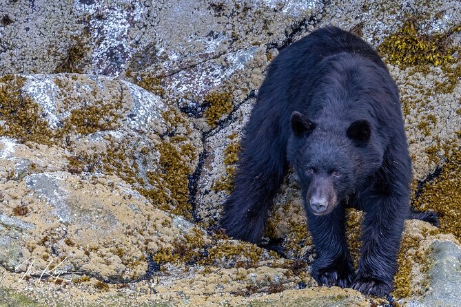 Campbell River, BC: 4 Hour Wildlife Tour Featuring Whale Watching - The value of the $191.40 price