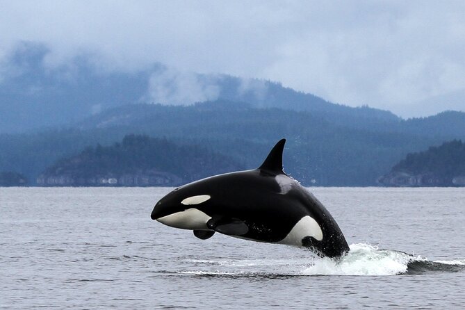 Campbell River, BC: 4 Hour Wildlife Tour Featuring Whale Watching - What the four-hour schedule feels like