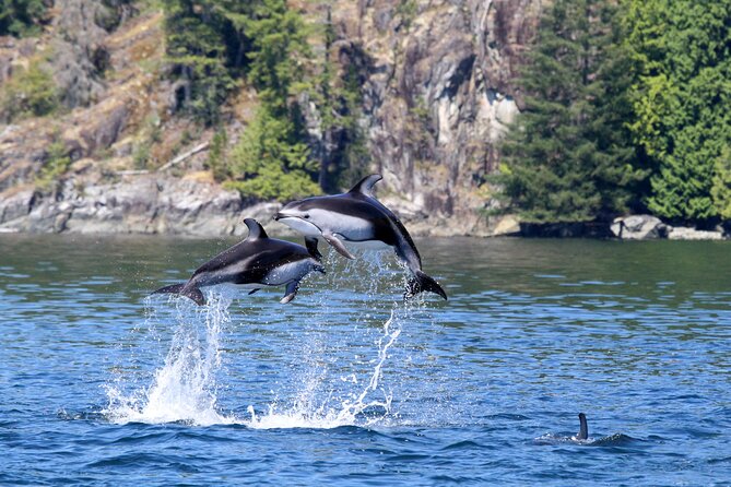 Campbell River, BC: 4 Hour Wildlife Tour Featuring Whale Watching - Weather, comfort, and practical limits