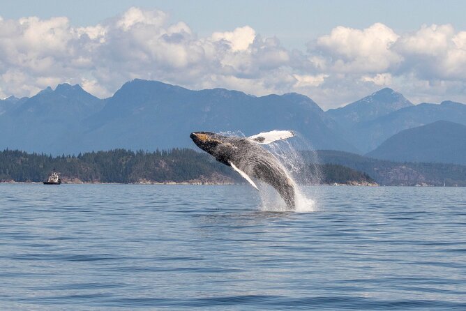 Campbell River, BC: 4 Hour Wildlife Tour Featuring Whale Watching - Who will enjoy this tour most