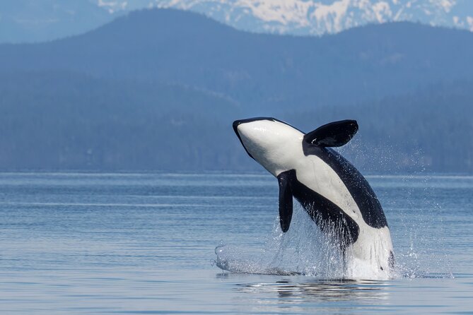 Campbell River, BC: 4 Hour Wildlife Tour Featuring Whale Watching - A four-hour Zodiac ride, not a large-boat cruise