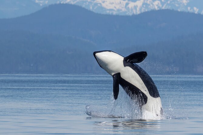 Campbell River, BC: 6 Hour Whale Watching Tour w/ Lunch Included - Six Hours Is the Right Length for Whale Watching