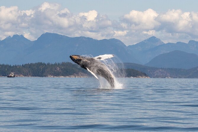 Campbell River, BC: 6 Hour Whale Watching Tour w/ Lunch Included - Leaving Campbell River for the Island Channels