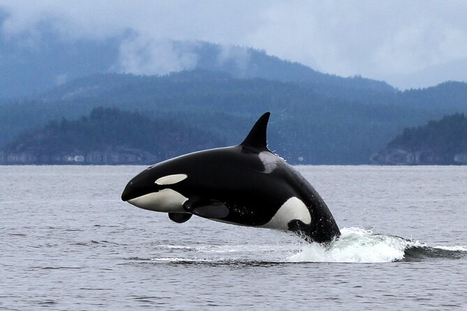 Campbell River, BC: 6 Hour Whale Watching Tour w/ Lunch Included - Is the Six-Hour Tour Worth $234.19?