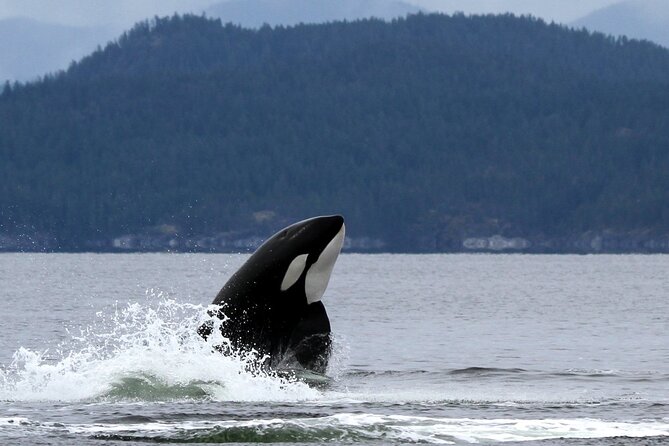 Campbell River, BC: 6 Hour Whale Watching Tour w/ Lunch Included - Who Will Enjoy This Outing Most?