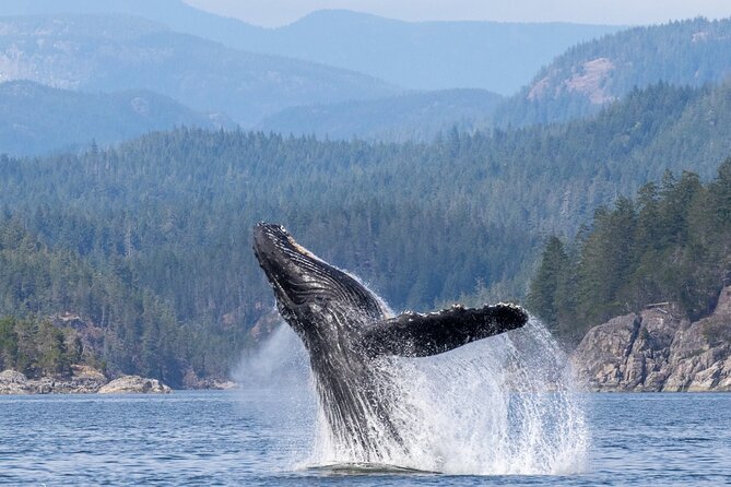 Campbell River, BC: 6 Hour Whale Watching Tour w/ Lunch Included - What You Might See Along the Way