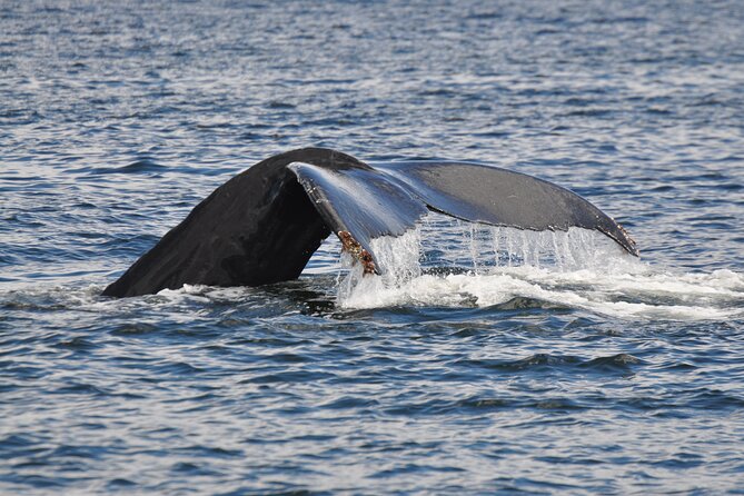 Campbell River: Kayaking and Whale Watching Tour - A full day built around two kinds of wilderness