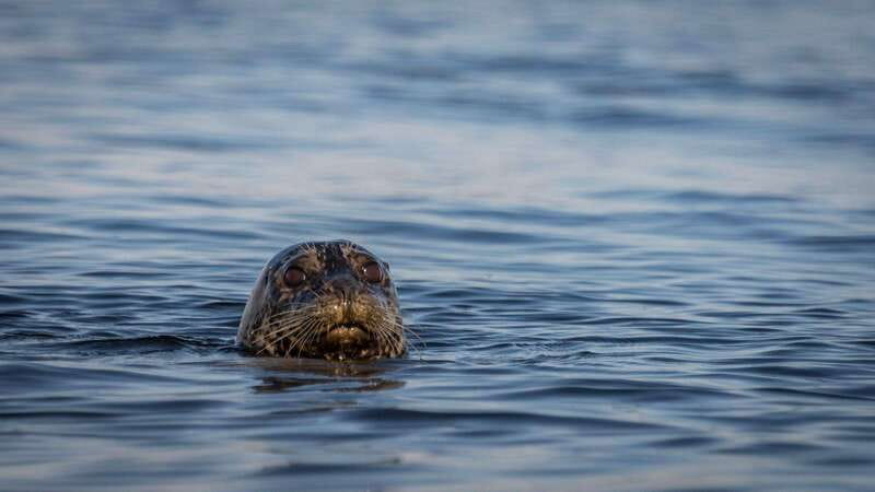 Campbell River: Kayaking and Whale Watching Tour - The boat ride opens up the coast