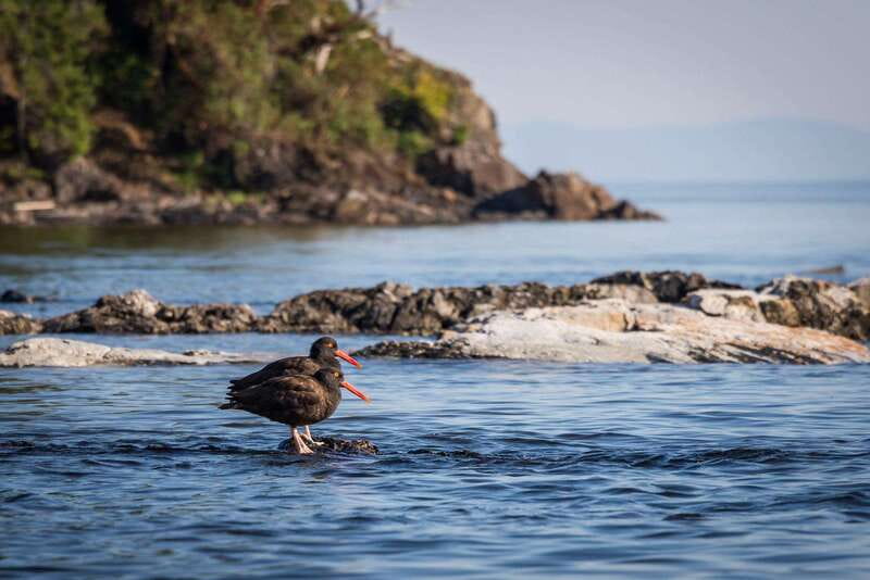 Campbell River: Kayaking and Whale Watching Tour - Wildlife sightings that can make the day