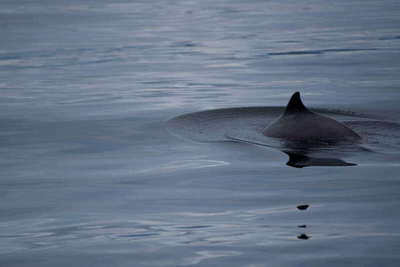 Campbell River: Kayaking and Whale Watching Tour - Lunch and warm drinks keep the day comfortable