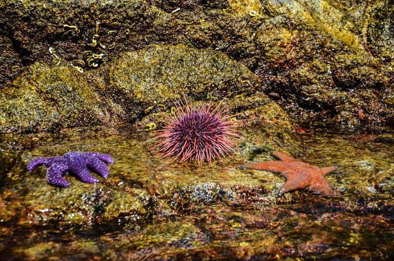 Campbell River: Kayaking and Whale Watching Tour - How the $360 price makes sense