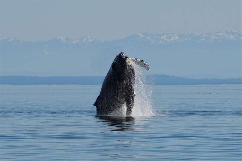 Campbell River: Salish Sea Whale Watching Adventure - Setting Out From Campbell River’s Coast Marina