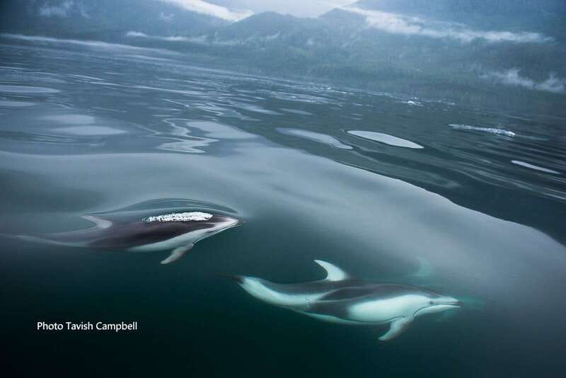 Campbell River: Salish Sea Whale Watching Adventure - Birds Add Life Between Whale Sightings