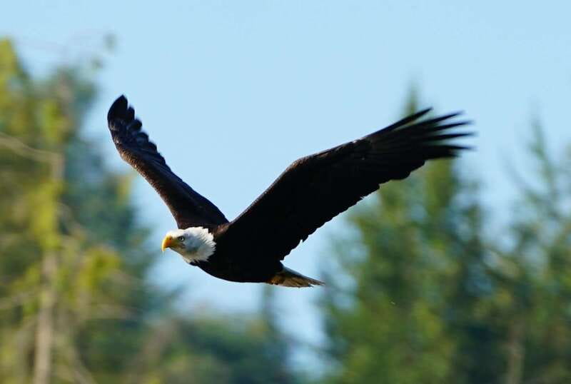 Campbell River: Salish Sea Whale Watching Adventure - Who Will Enjoy This Trip Most?