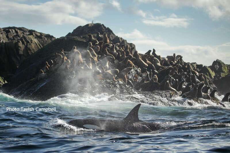 Campbell River: Salish Sea Whale Watching Adventure - Should You Book the Salish Sea Adventure?