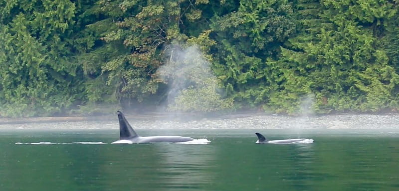 Campbell River: Salish Sea Whale Watching Adventure - Searching the Channels for Humpbacks and Orcas