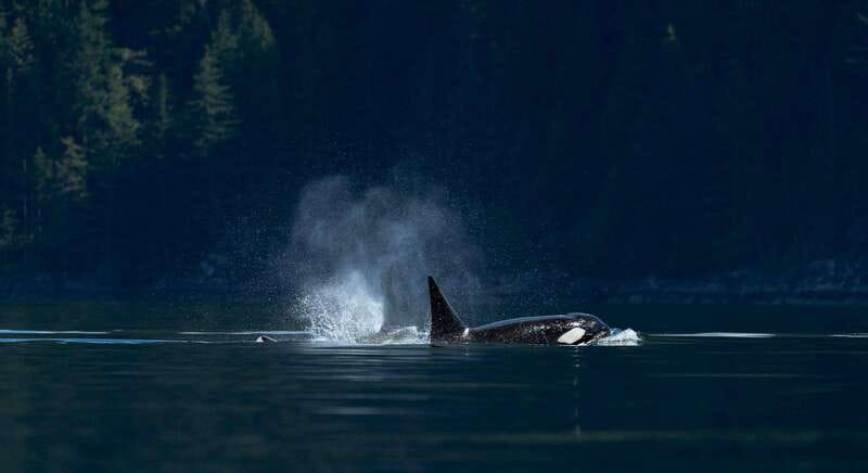 Campbell River: Whale Watching and Wildlife Viewing Day Tour - Key points to know before booking
