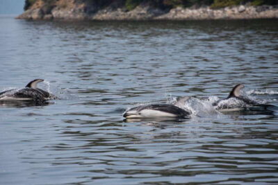Campbell River: Whale Watching and Wildlife Viewing Day Tour