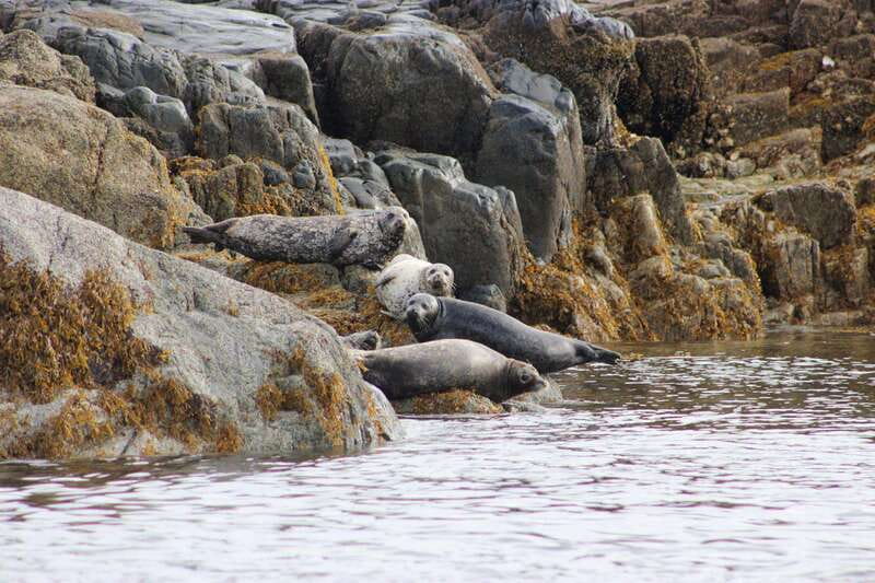Campbell River: Whale Watching and Wildlife Viewing Day Tour - Johnstone Strait and the day’s wildlife
