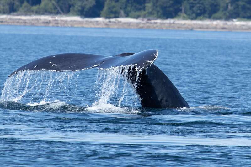 Campbell River: Whale Watching Cruise with Lunch - The shore stop and homemade lunch